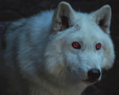 Ghost, Jon Snow's direwolf in Game of Thrones, with white fur and red eyes, appears against a dark background.