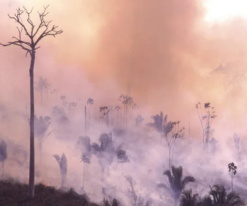 The Amazon Forest in Brazil, burning in a fire.