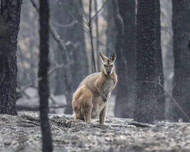 Bushfires Australia. 