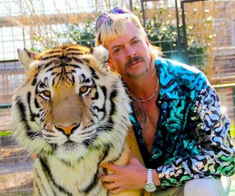 A person in a shiny blue shirt poses with a large tiger in an outdoor enclosure.