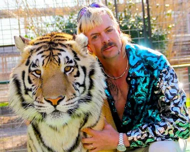 A person in a shiny blue shirt poses with a large tiger in an outdoor enclosure.