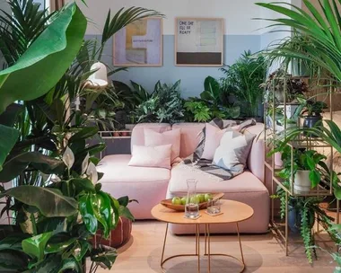 The Jungle Collective virtual pop-up plant sales in Australia in May 2020.