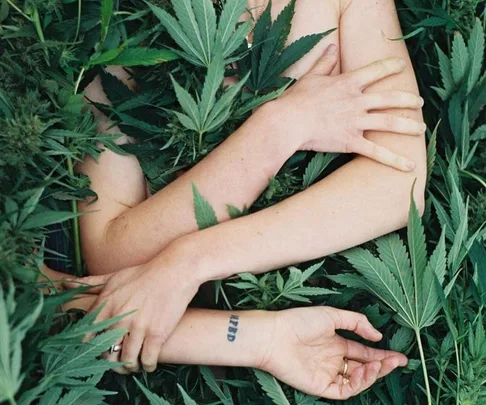 Person lying in dense cannabis plants, arms crossed on chest, showing a tattoo and rings.