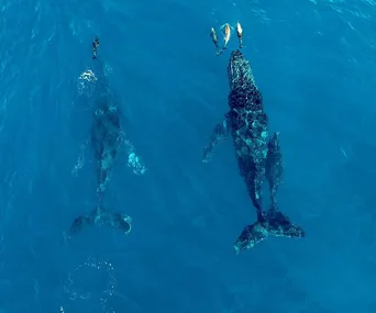 Two whales swimming underwater with several fish above them in a clear blue ocean.