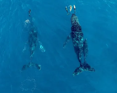 Two whales swimming underwater with several fish above them in a clear blue ocean.