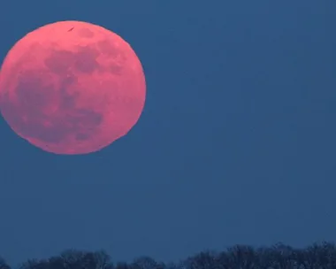 A large, pink-tinted full moon rises above silhouetted trees against a dark blue sky.