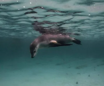 A sea lion swims gracefully underwater, showcasing smooth, sleek movement in a clear ocean setting.