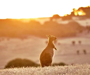 A kangaroo in the foreground with a sunrise over grassy hills on Kangaroo Island.