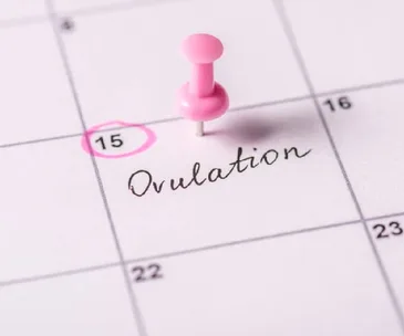 Calendar page with "Ovulation" written on the 15th, marked by a pink pushpin.