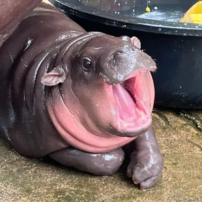 hippo moo deng screams