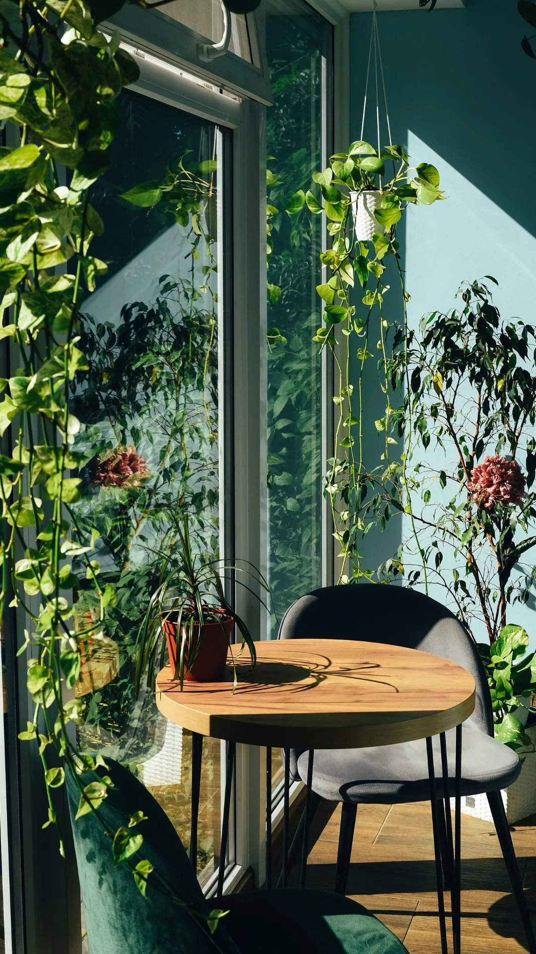 feng-shui-2024-house-plants
