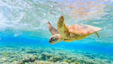 5 Tiny Tweaks To Help Protect The Great Barrier Reef 