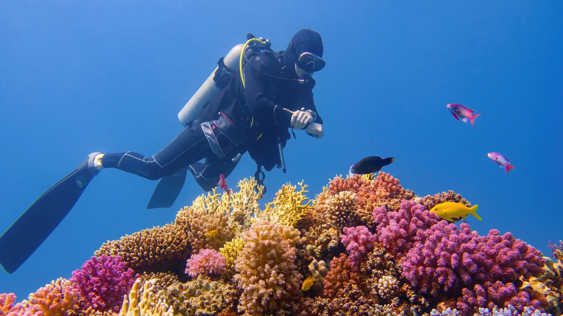 Scuba diver