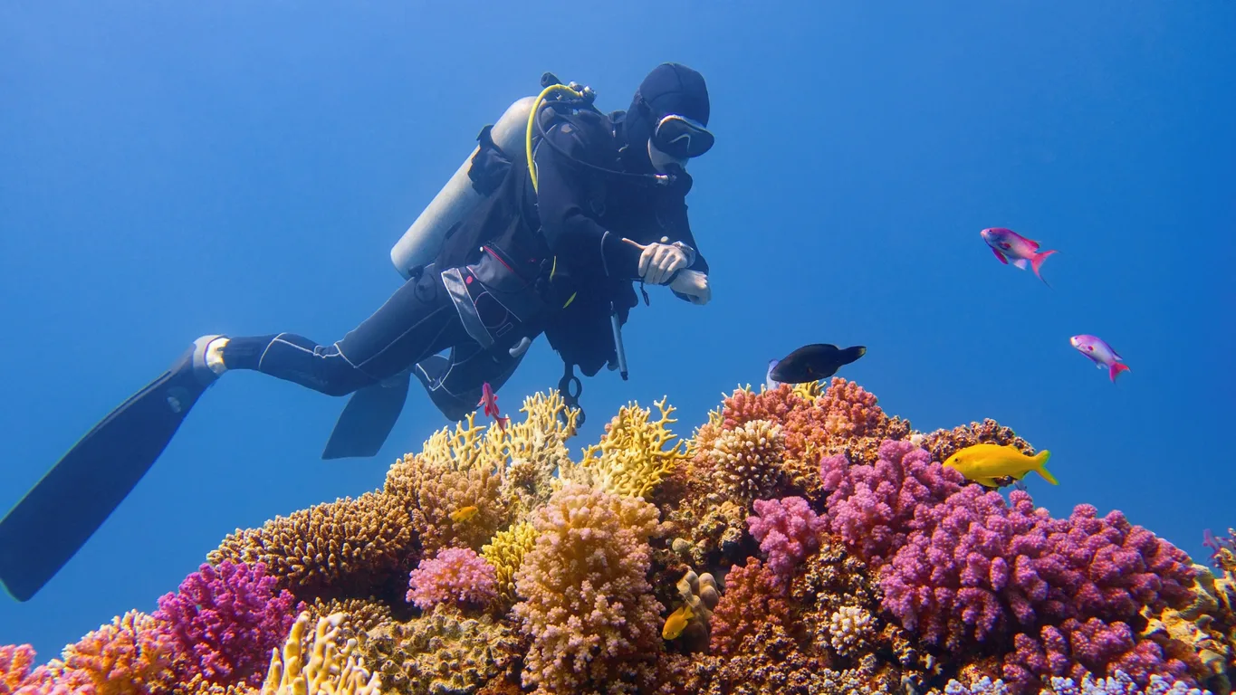 5 Tiny Tweaks To Help Protect The Great Barrier Reef | ELLE