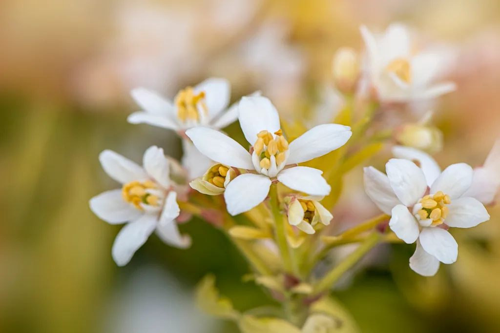 orange blossoms