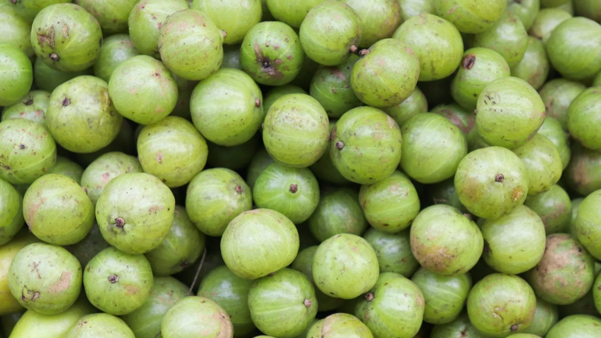 amla berries
