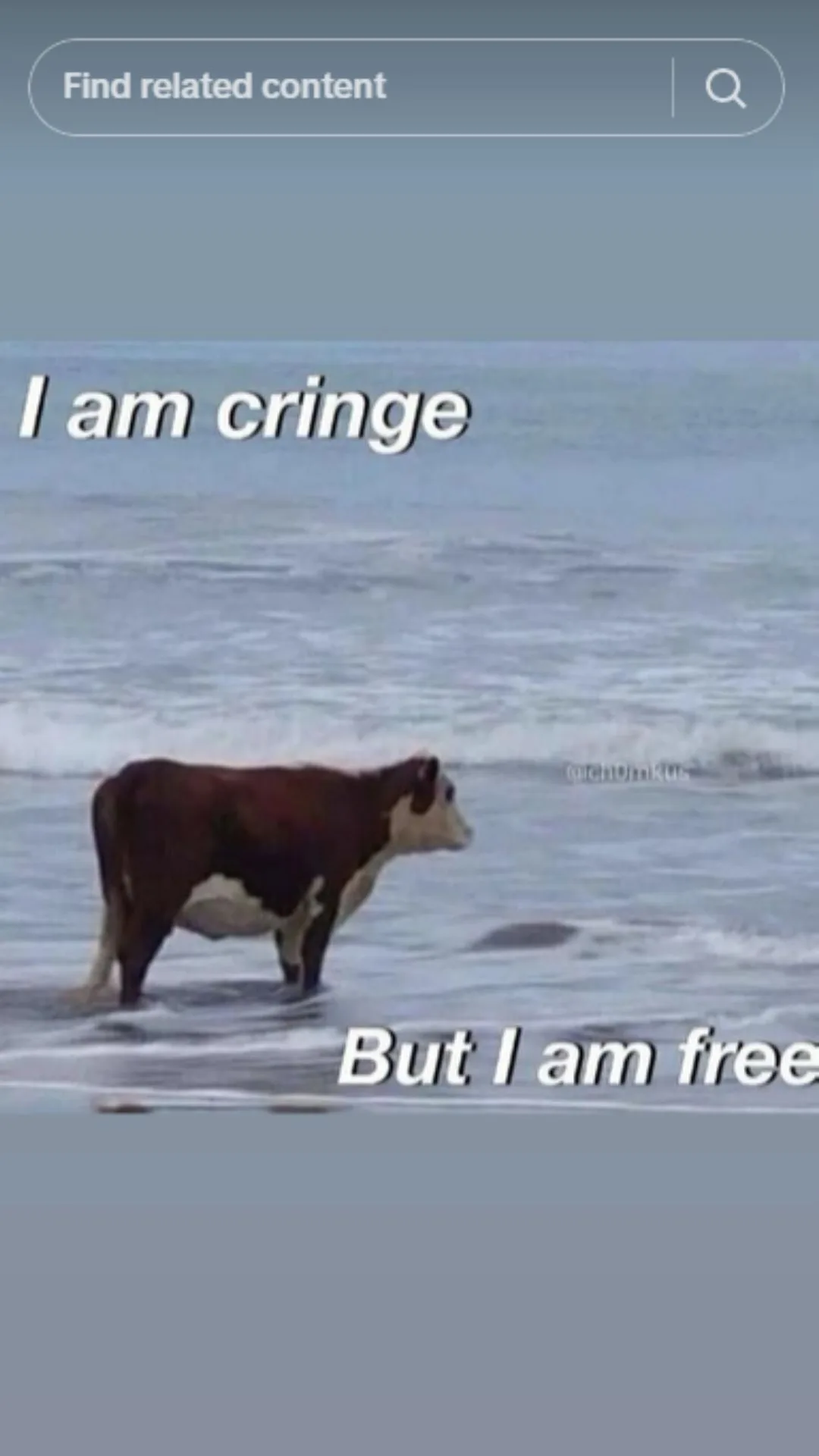 Cringe free cow