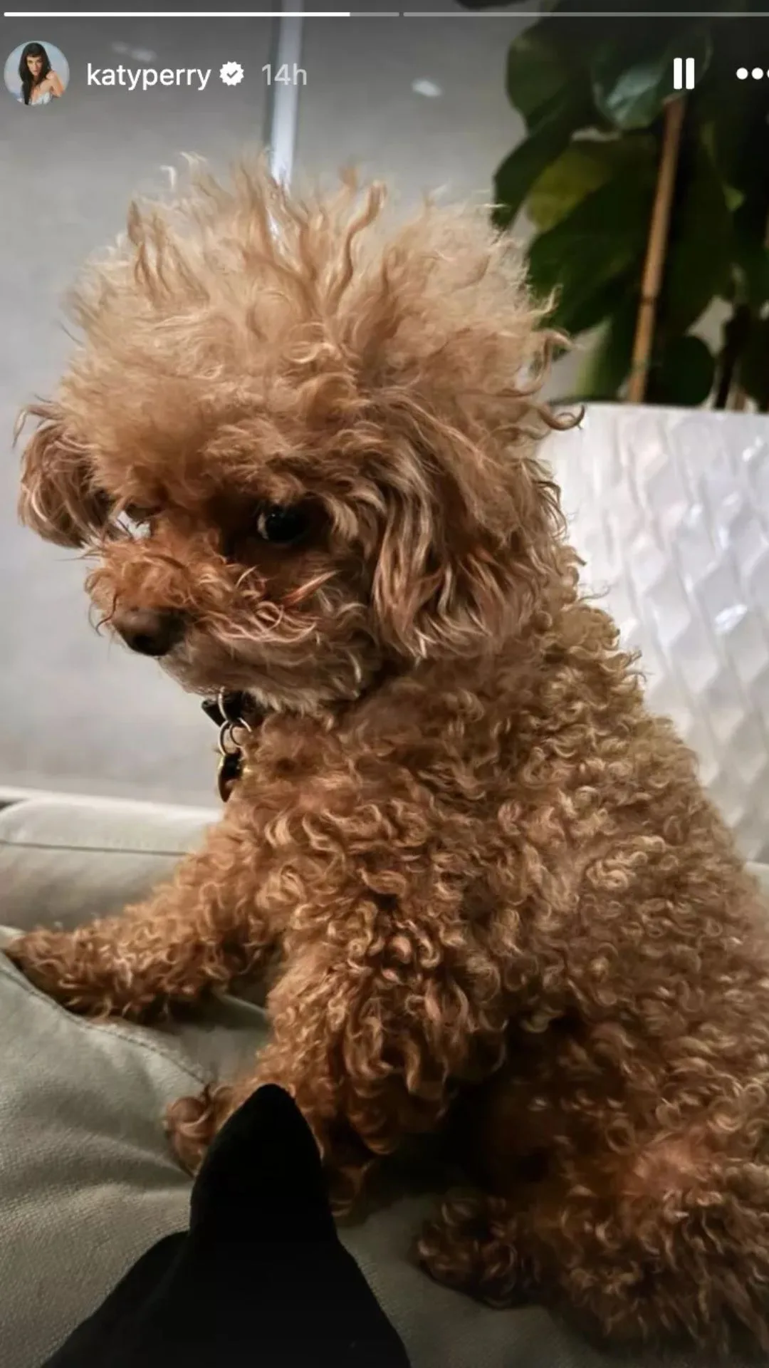 Katy Perry's dog Nugget 