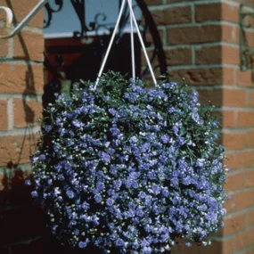 hanging basket