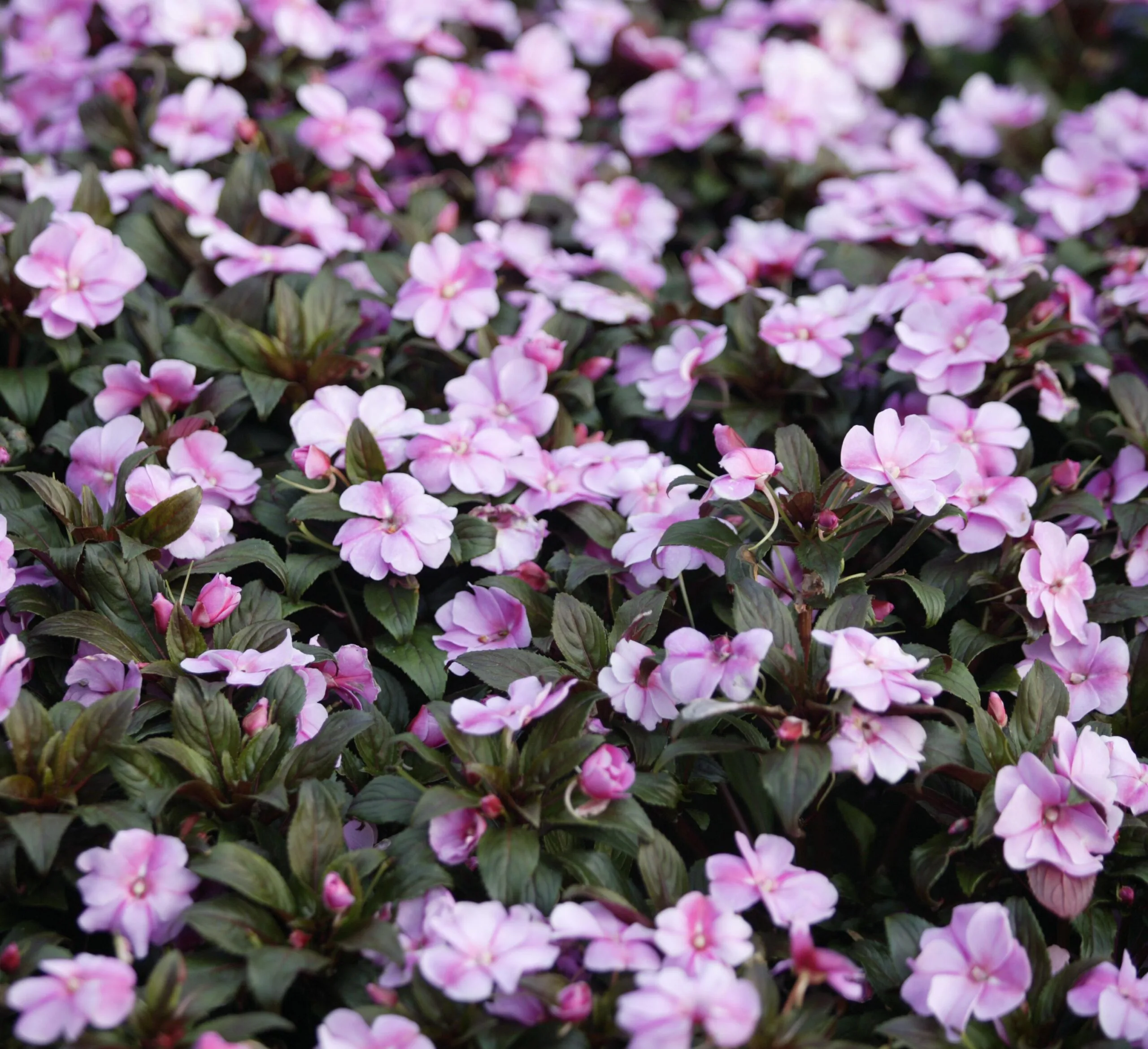 Pink flowers winter garden