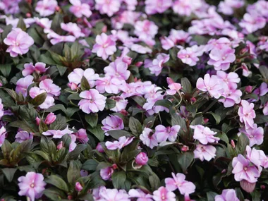 Pink flowers winter garden