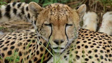 A cheetah dozes in the Serengeti.