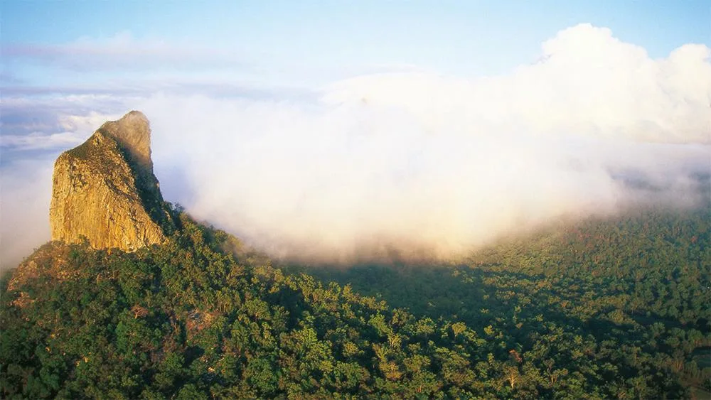 Sunshine coast rain forests