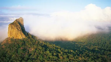 Sunshine coast rain forests