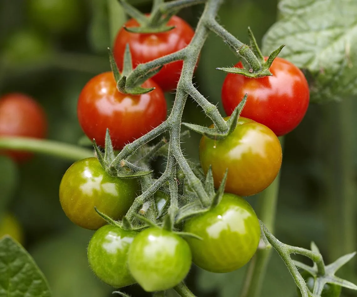 Vine ripened tomatoes