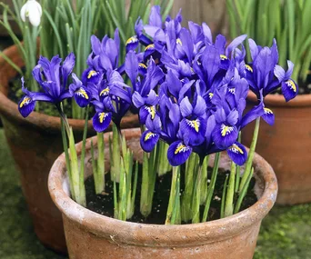 Iris growing in pot plant