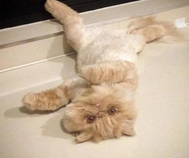 Fluffy cat lying on its back with paws tucked, on a light-colored surface.