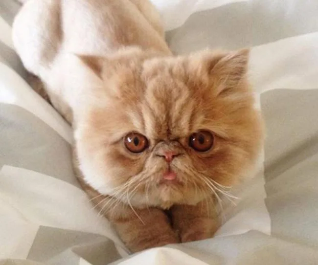 A fluffy, brown Persian cat lays on a bed with its tongue slightly sticking out.