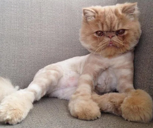 Fluffy brown Persian cat lounging on a gray couch with a serious expression.