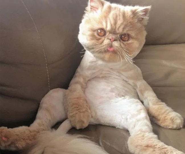 A fluffy cat with a trimmed body sits on a couch, tongue sticking out slightly, looking directly at the camera.