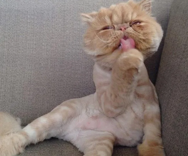 Ginger cat lounging on sofa, licking its paw with eyes half-closed.