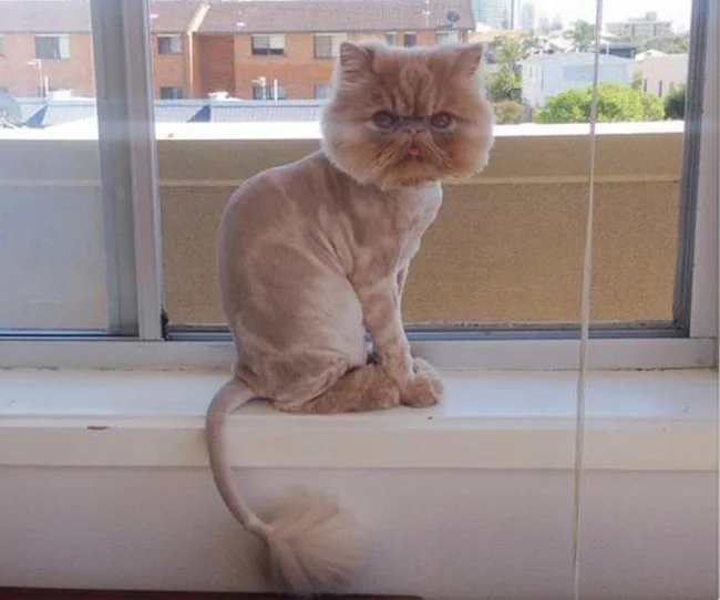 Lion-cut Persian cat sitting on a windowsill, with trees and buildings visible outside.