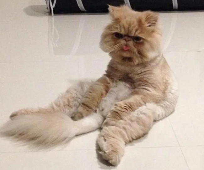 Fluffy Persian cat sitting upright on the floor with its tongue out, giving a humorous expression.