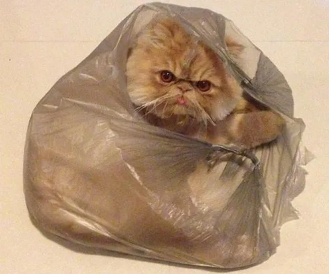 Grumpy-looking fluffy cat peeking out from a transparent plastic bag.