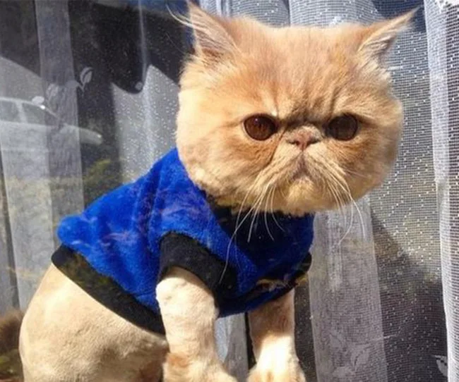 Grumpy-looking cat wearing a blue sweater, standing by a window with sheer curtains.