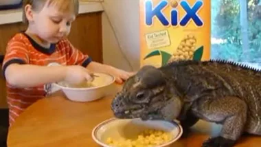 Fussy eaters: Invite an iguana to breakfast