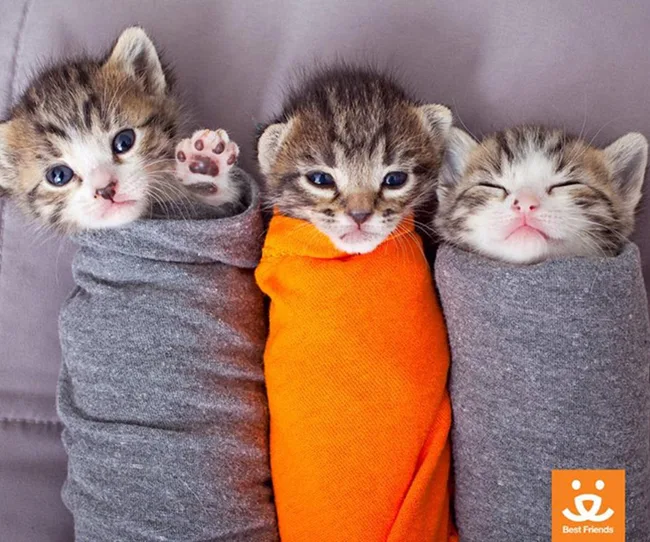 Three kittens wrapped in gray and orange blankets, one kitten raising a paw. Best Friends logo in corner.