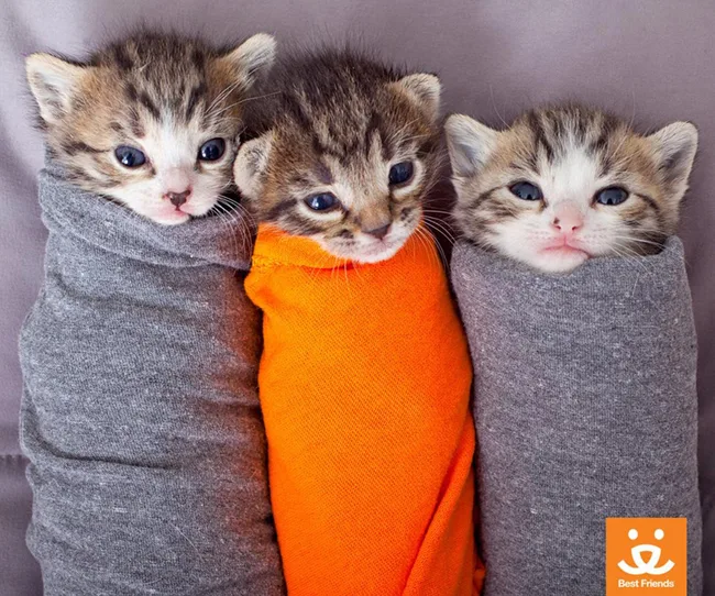 Three cute kittens wrapped snugly in gray and orange blankets, with a Best Friends logo in the corner.