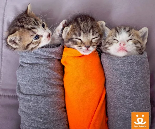 Three kittens wrapped snugly in blankets, middle one in orange, with Best Friends logo at the bottom right.
