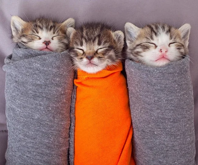 Three kittens sleeping, wrapped in two grey and one orange blanket, resembling burritos.
