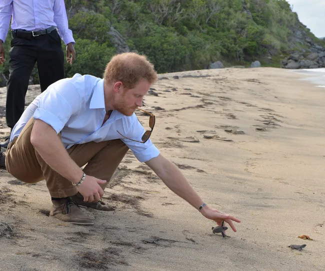 Man in white shirt helping a baby turtle on a sandy beach.