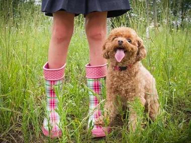 small hypoallergenic dogs