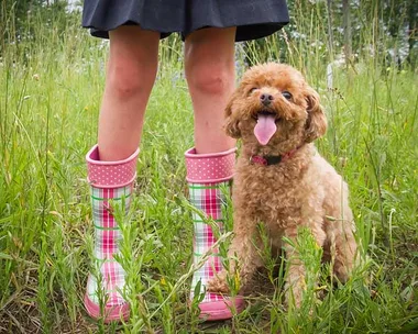 small hypoallergenic dogs