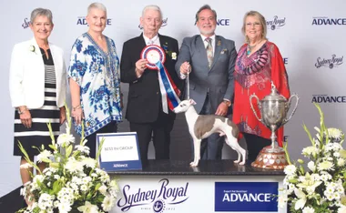 Prize pooches and fancy felines become stars at the Sydney Royal Easter Show