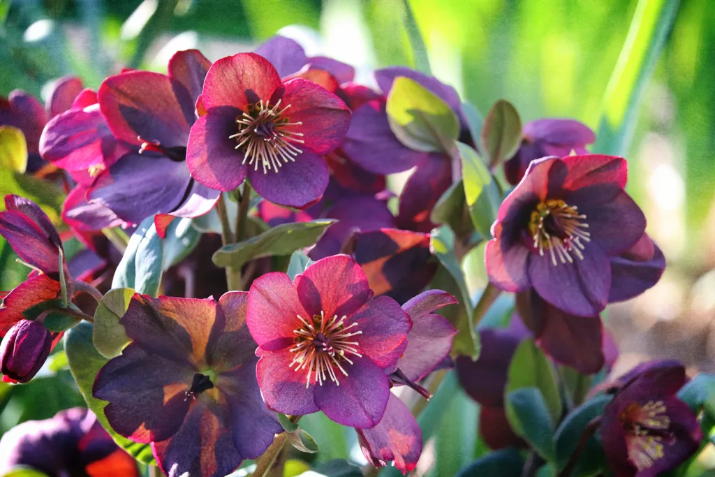 Fabulous display of spring blooms - old-fashioned Lenten Roses or Hellebores!