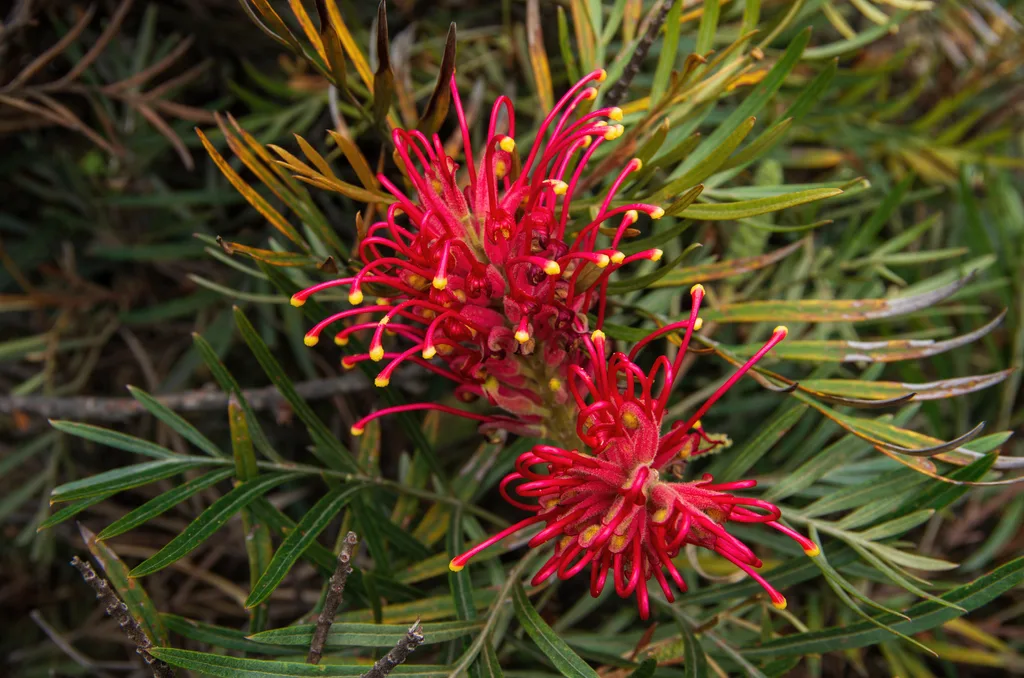 grevillea